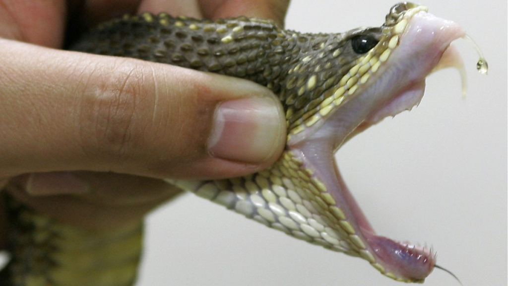 К чему сниться змеиный яд